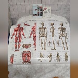 Anatomy Study Bundle – Skeletal & Muscular System Posters + Flash Cards